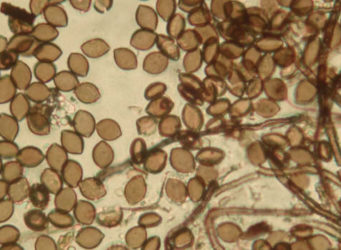 Chaetomium sp.